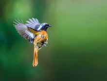 Load image into Gallery viewer, 'Feathers through the lens' book