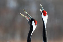Load image into Gallery viewer, 'Feathers through the lens' book