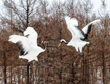 Load image into Gallery viewer, 'Feathers through the lens' book