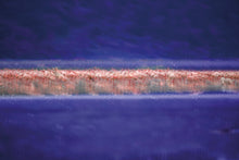 Load image into Gallery viewer, 'Feathers through the lens' book