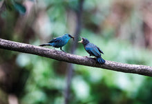 Load image into Gallery viewer, 'Feathers through the lens' book