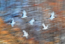 Load image into Gallery viewer, 'Feathers through the lens' book