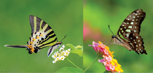 Load image into Gallery viewer, &#39;Hong Kong: A Haven for Butterflies&#39; photo book