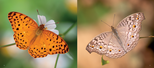 'Hong Kong: A Haven for Butterflies' photo book