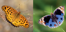 Load image into Gallery viewer, &#39;Hong Kong: A Haven for Butterflies&#39; photo book