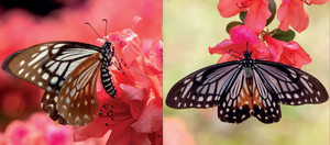 'Hong Kong: A Haven for Butterflies' photo book