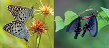 Load image into Gallery viewer, &#39;Hong Kong: A Haven for Butterflies&#39; photo book