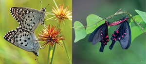 'Hong Kong: A Haven for Butterflies' photo book