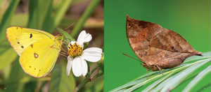 'Hong Kong: A Haven for Butterflies' photo book