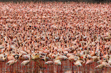 Load image into Gallery viewer, &#39;WILD AFRICA&#39; book by Iris &amp; Samson So