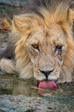 Load image into Gallery viewer, &#39;WILD AFRICA&#39; book by Iris &amp; Samson So