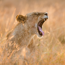Load image into Gallery viewer, &#39;WILD AFRICA&#39; book by Iris &amp; Samson So