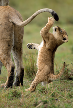 Load image into Gallery viewer, &#39;WILD AFRICA&#39; book by Iris &amp; Samson So