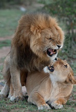 Load image into Gallery viewer, &#39;WILD AFRICA&#39; book by Iris &amp; Samson So