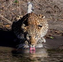 Load image into Gallery viewer, &#39;WILD AFRICA&#39; book by Iris &amp; Samson So