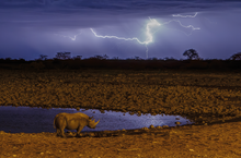 Load image into Gallery viewer, &#39;WILD AFRICA&#39; book by Iris &amp; Samson So