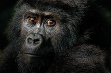 Load image into Gallery viewer, &#39;WILD AFRICA&#39; book by Iris &amp; Samson So