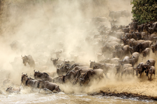 Load image into Gallery viewer, &#39;WILD AFRICA&#39; book by Iris &amp; Samson So