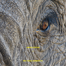 Load image into Gallery viewer, &#39;WILD AFRICA&#39; book by Iris &amp; Samson So